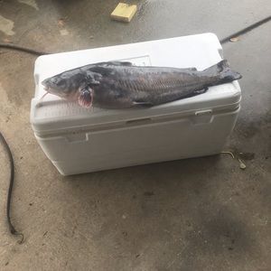 Meet your Posher, Todd